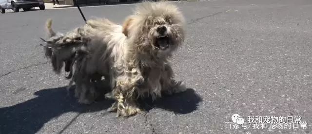 重伤流浪犬看见人就逃跑 并张嘴威吓 被救后 萌宠 训练养宠技巧 宠物用品 微信头条新闻公众号文章收集网