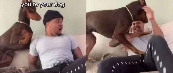 戏精饲主假装吓到尖叫，结果遭爱犬死亡凝视：很久没被打？
