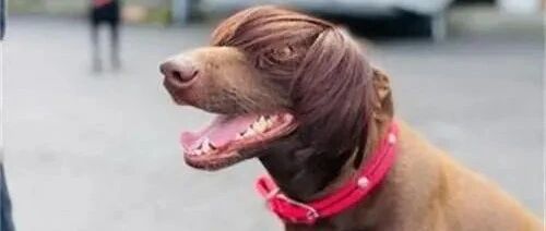 米克斯犬爱上戴假发！造型不但毫无违和感，还神似猪哥亮！