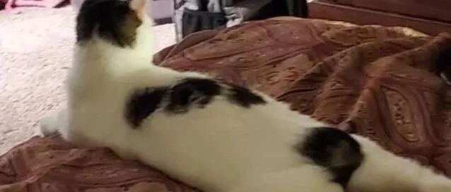 猫屁股上有只黑色生物超活泼，饲主的回应却让众人跌破眼镜！