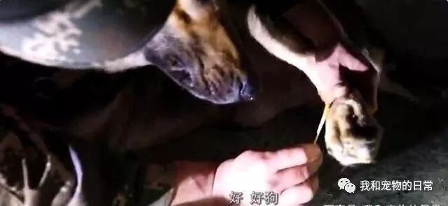 與愛犬為伴，已是他生活中不成缺乏的一部分！ 寵物 第4張