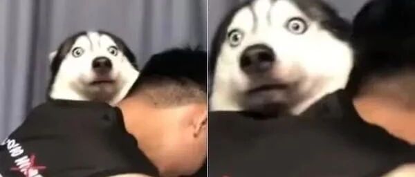 哈士奇突然被热情紧抱，当场吓坏变傻眼二哈，表情亮了！