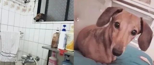 突然感觉厕所上方有坨黑影，抬头一看，画面超级爆笑！