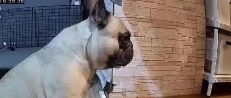 狗狗坐在玄关直直盯着门口，饲主打开监视器看到这个画面瞬间......
