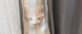 喵星人躲在保护色窗帘隐形，结果2只手手却出卖了它！