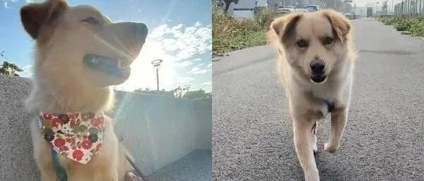 狗狗后腿被烫伤后长不出毛，散步遇见路人的这个说法超级暖！
