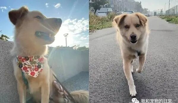 狗狗后腿被烫伤后长不出毛 散步遇见路人的这个说法超级暖 柠檬资讯