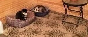 屋子角落发现有只猫长得很特别，走近细看才发现它的真面目！