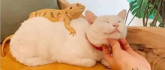 白猫每天守门口蹭腿等快递员摸摸，饲主笑：它有好多爱人！