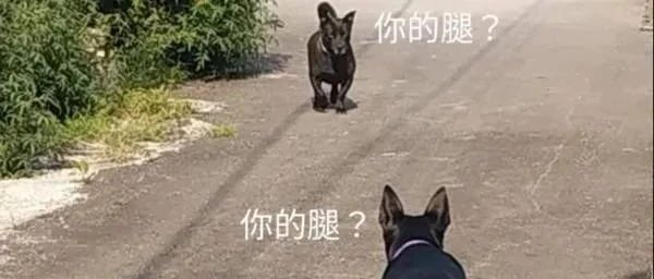 长腿黑狗路上遇上矮胖汪，两狗相视打量的画面亮了!