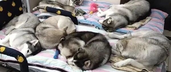 养了7只哈士奇，只有在睡着的时候最惹人爱！