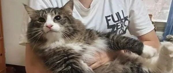 半夜遇见巨猫闯入家里，她整晚厌世：谁家主子快带走！