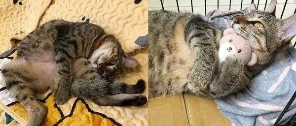 天气冷的时候各种温暖的角落都会长猫！