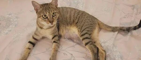 好心收编一只虎斑猫，结果带去医院开刀结扎却发现有惊喜......