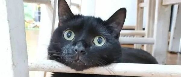 这只聪明的黑猫只要有所求，就会做出某一种动作引人注意！