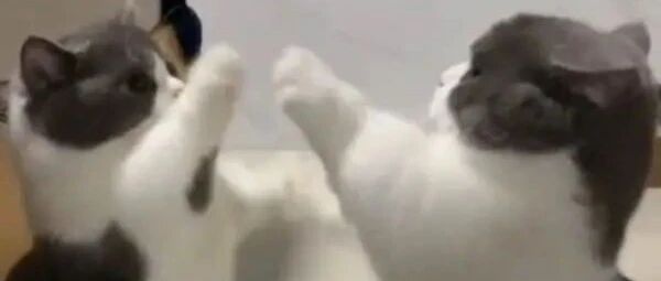 2只猫咪伸小短手打架，神同步动作让人以为是在照镜子！