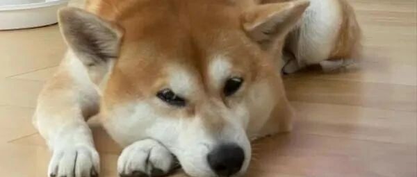 虎斑猫不断将手放在柴犬的头上，超级白目的行径让柴柴一脸厌世！