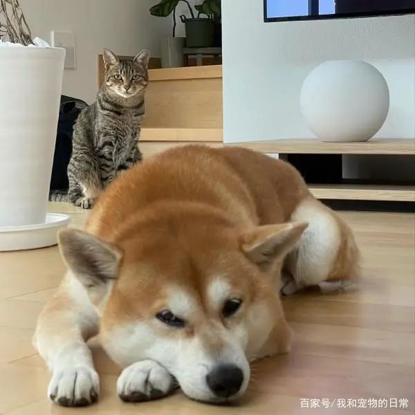 虎斑猫不断将手放在柴犬的头上 超级白目的行径让柴柴一脸厌世 柠檬资讯