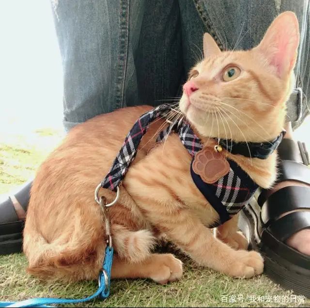 橘猫躲进厕所后消失两天,这猫也太会躲了吧!-微信头条网 橘猫躲进厕所后消失两天,这猫也太会躲了吧!