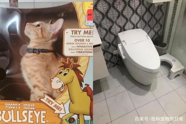 橘猫躲进厕所后消失两天，这猫也太会躲了吧！