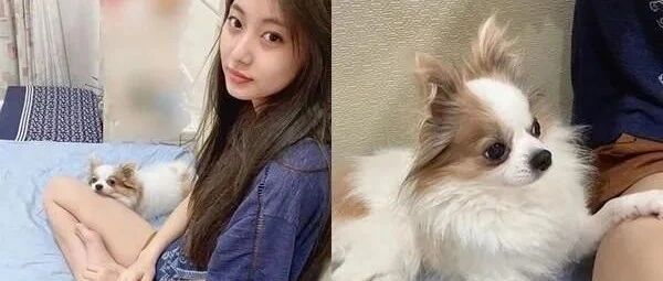 相伴11年突离世，主人心痛悼念爱犬：你对我们来说是家人！