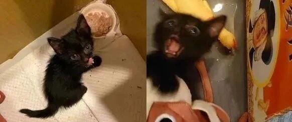 捡了一只黑猫回家1个月，她PO惊恐表情包叹：有件事让我很头痛！