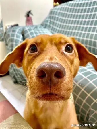 回家前抱了别只狗狗 到家后的场面既紧张又搞笑 五百竞彩