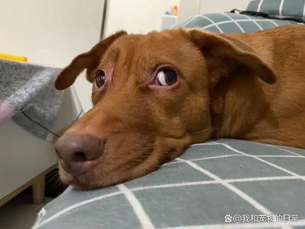 回家前抱了别只狗狗 到家后的场面既紧张又搞笑 萌宠 训练养宠技巧 宠物用品 微信头条新闻公众号文章收集网