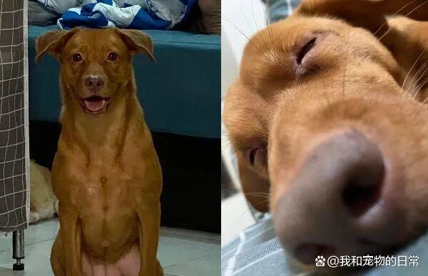 回家前抱了别只狗狗 到家后的场面既紧张又搞笑 萌宠 训练养宠技巧 宠物用品 微信头条新闻公众号文章收集网