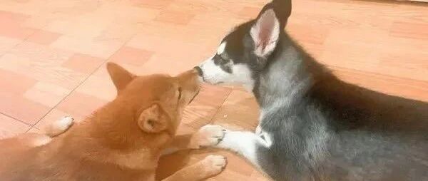 自从家里多了新成员二哈后，柴犬的天使形象就此破灭！