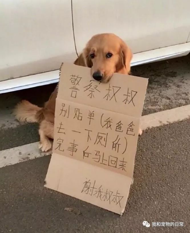 網友把車停路邊讓狗狗叼牌子：警察叔叔別貼單（我爸爸上一下廁所馬上回來） 未分類 第3張