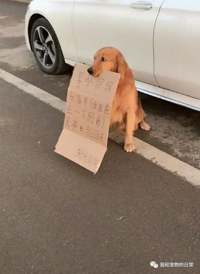 網友把車停路邊讓狗狗叼牌子：警察叔叔別貼單（我爸爸上一下廁所馬上回來） 未分類 第2張