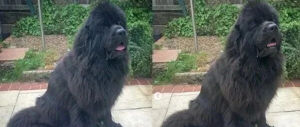 买了游泳池，全家满心期待等待6周，结果收到货让奴才超傻眼！