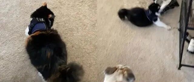 猫咪初次穿胸背带，却做出令女主人意想不到的反应！