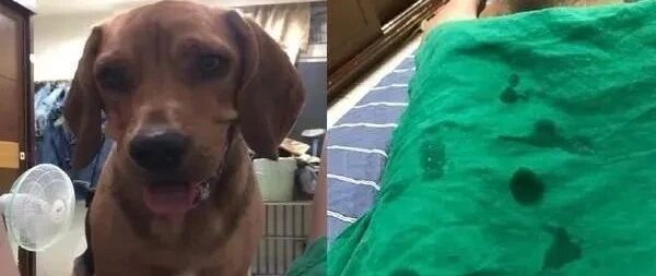 狗狗卡在妈妈两腿之间，口水直流，再不给的话，就要淹口水啦！