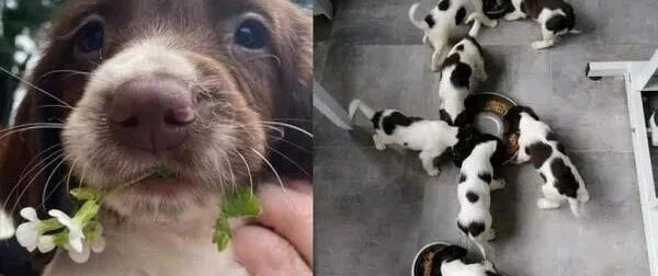 狗妈妈遭小偷掳走后，竟被残忍挖出脖子晶片，7只幼犬下落不明......