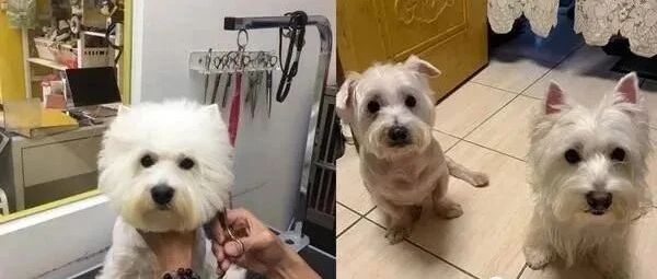 饲主PO两腿空空照，怀念毛孩来蹭脚，但看到真实原因后让人笑翻！