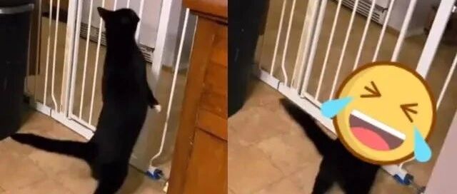 白猫在栅栏前频频试跳，网友看结局全笑喷：在瞎忙什么啦！