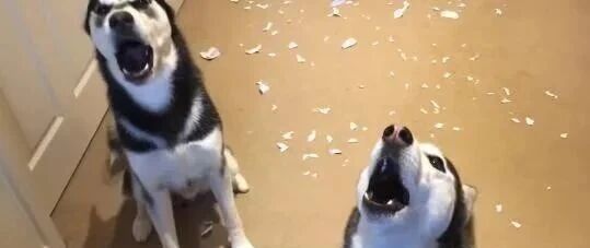 论做错事装傻，第一名非哈士奇莫属！