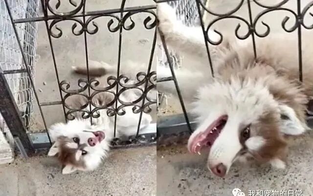 二哈假装头卡栅栏求关注 戏精上身演技堪比影帝等级 柠檬资讯