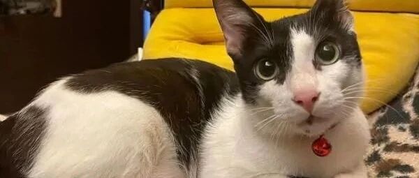 外婆说不养猫，却被监视器拍到偷吸猫，网笑：口嫌体正直！