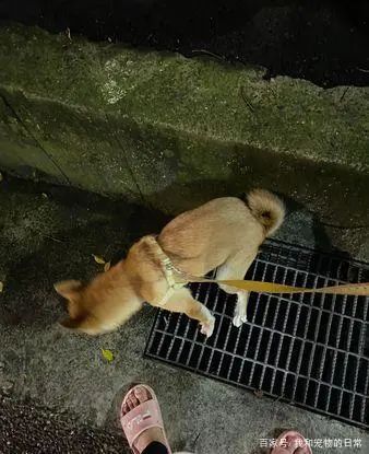 环保小尖兵!柴犬专挑水沟盖上厕所,一脸骄傲的样子:本汪很棒吧-微信头条网 环保小尖兵!柴犬专挑水沟盖上厕所,一脸骄傲的样子:本汪很棒吧