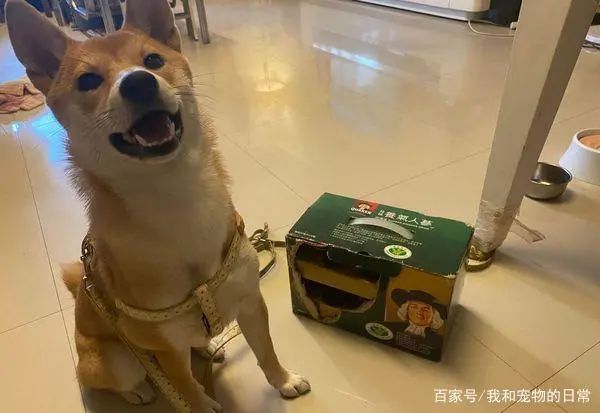 环保小尖兵!柴犬专挑水沟盖上厕所,一脸骄傲的样子:本汪很棒吧-微信头条网 环保小尖兵!柴犬专挑水沟盖上厕所,一脸骄傲的样子:本汪很棒吧