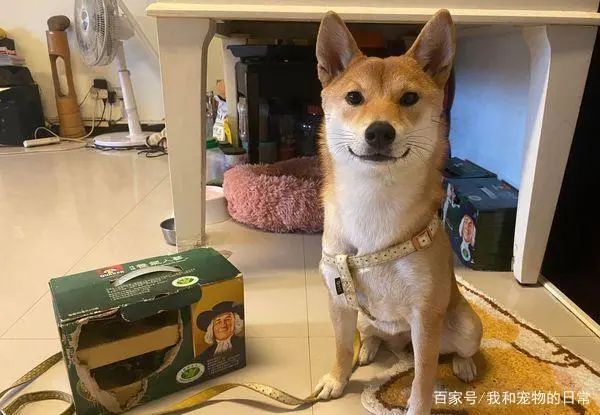 环保小尖兵!柴犬专挑水沟盖上厕所,一脸骄傲的样子:本汪很棒吧-微信头条网 环保小尖兵!柴犬专挑水沟盖上厕所,一脸骄傲的样子:本汪很棒吧