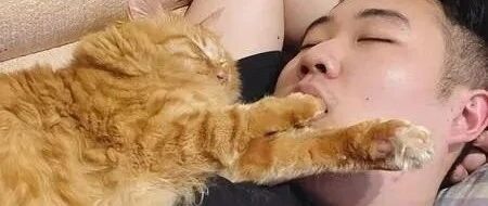 饲主睡醒嘴里都是猫毛，百思不得其解，看了这张照片才发现……