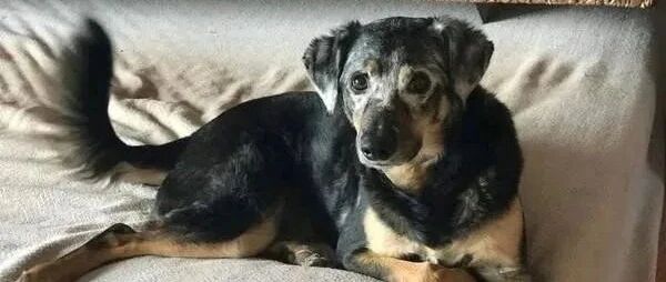 意外养到惊喜包！澳洲牧羊犬养3年竟全身开始......模样惊艳众人！