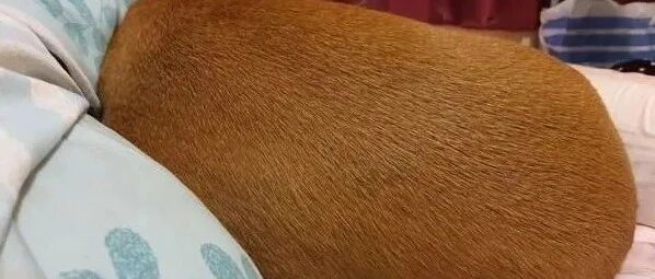 第一眼真的以为是颗奇异果，结果正脸曝光让让万人惊讶！