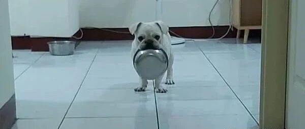 法斗犬上演可怜戏码，委屈表情让家人满头问号！