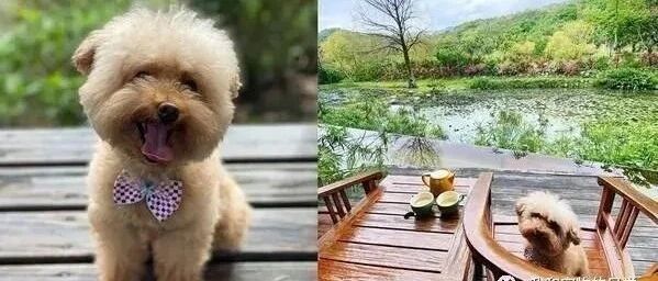 小女孩伸手想摸狗，妈妈专业级教育，一个举动让饲主大赞！