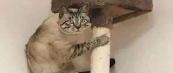 奴才开吸尘器，主子随后做出这动作，网友笑说：是工读生吧！